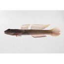 Smilosicyopus leprurus (Sakai et Nakamura, 1979)