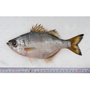 Kuhlia boninensis (Fowler, 1907)