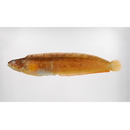 Pholidapus dybowskii (Steindachner, 1880)