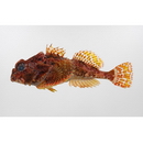 Enophrys diceraus (Pallas, 1783)