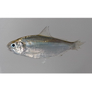 Nematalosa japonica Regan, 1917