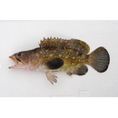 Epinephelus coeruleopunctatus (Bloch, 1790)