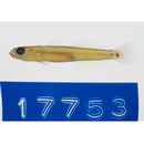 Parioglossus caeruleolineatus Suzuki, Yonezawa et Sakaue, 2010