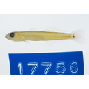 Parioglossus caeruleolineatus Suzuki, Yonezawa et Sakaue, 2010