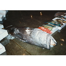 Epinephelus lanceolatus (Bloch, 1790)