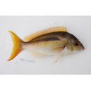 Scolopsis monogramma (Cuvier, 1830)