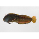 Scartella emarginata (Gunther, 1861)