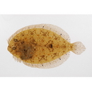 Bothus pantherinus (Ruppell, 1830)