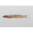 Sicyopterus lagocephalus (Pallas, 1774)