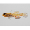 Eviota melasma Lachner et Karnella, 1980