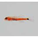 Eviota cometa Jewett et Lachner, 1983