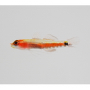 Eviota cometa Jewett et Lachner, 1983