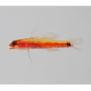 Eviota cometa Jewett et Lachner, 1983