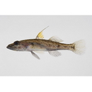 Glossogobius sp