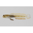 Parkraemeria saltator Suzuki et Senou, 2013