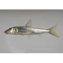 Hemibarbus labeo (Pallas, 1813)