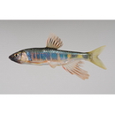 Opsariichthys platypus (Temminck et Schlegel, 1846)