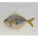 Leiognathus fasciatus (Lacepede, 1803)