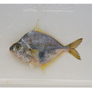 Leiognathus fasciatus (Lacepede, 1803)