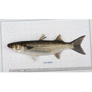 Mugil cephalus cephalus Linnaeus, 1758