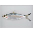 Sardinella melanura (Cuvier, 1829)