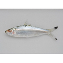 Sardinella melanura (Cuvier, 1829)