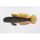 Bathygobius fuscus (Ruppell, 1830)