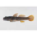 カワヨシノボリ