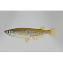 Oryzias sakaizumii Asai, Senou et Hosoya, 2012 (Hybrid Population I)