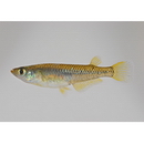 Oryzias sakaizumii Asai, Senou et Hosoya, 2012 (Hybrid Population I)