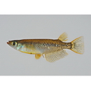 Oryzias sakaizumii Asai, Senou et Hosoya, 2012 (Hybrid Population II)