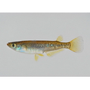 Oryzias sakaizumii Asai, Senou et Hosoya, 2012 (Hybrid Population II)