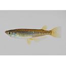 Oryzias sakaizumii Asai, Senou et Hosoya, 2012 (Hybrid Population II)