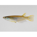 Oryzias latipes (Temminck et Schlegel, 1846) (Eastern Inland Sea Subpopulation)