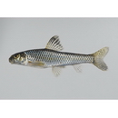 Biwia zezera (Ishikawa, 1895)