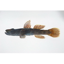 Rhinogobius sp. OR (morphotype Shinjiko)