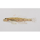 Oplopomops sp. 1 of Suzuki and Shibukawa, 2004