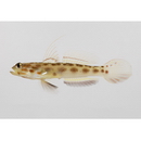 Ctenogobiops feroculus Lubbock et Polunin, 1977