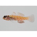 Eviota melasma Lachner et Karnella, 1980