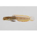 Parkraemeria saltator Suzuki et Senou, 2013