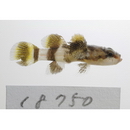 Callogobius crassus McKinney et Lachner, 1984