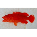 Cephalopholis spiloparaea (Valenciennes, 1828)