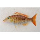 Lethrinus semicinctus Valenciennes, 1830