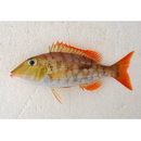 Lethrinus semicinctus Valenciennes, 1830