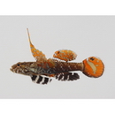 Gobiidae, indeterminate genus et species