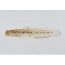 Parkraemeria saltator Suzuki et Senou, 2013