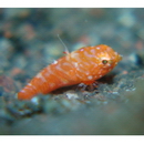 Neosynchiropus rubrovinctus (Gilbert, 1905)