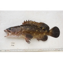 Epinephelus coeruleopunctatus (Bloch, 1790)