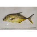 Caranx papuensis Alleyn et Macleay, 1877