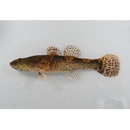 Odontobutis obscura (Temminck et Schlegel, 1845)